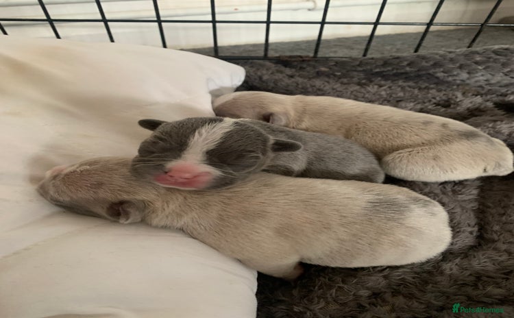 French Bulldog dogs - Advert 2