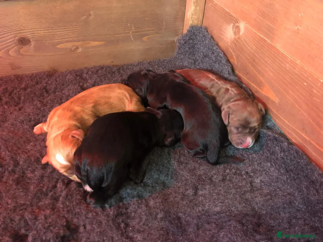 Cocker Spaniel dogs for stud: KC Pedigree Cocker Spaniel FULL DNA TESTS in Bristol - Advert 13