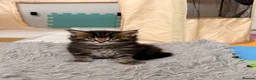 Maine Coon cats for sale: 🐈‍⬛ Maine Coon Kittens 3 Girls and 2 Boys 🐈‍⬛ - Advert 6