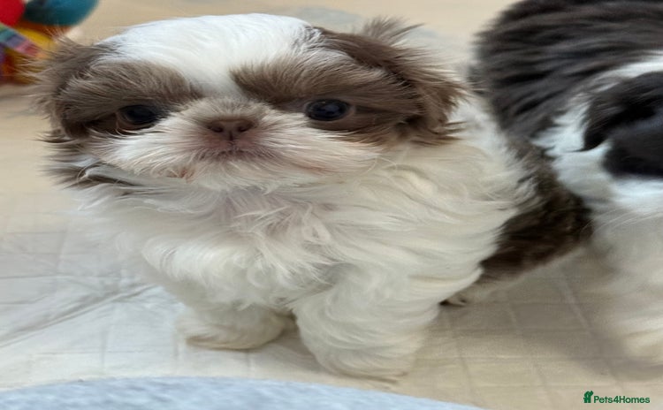 Shih Tzu dogs Imperial Shih Tzu Puppies - HEALTH TESTED PARENTS  - Advert 1