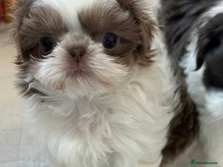 Shih Tzu dogs Imperial Shih Tzu Puppies - ALMOST READY TO LEAVE - Advert 4