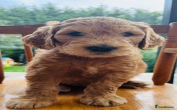 Double Doodle dogs for sale: Australian Goldendoodle puppies - Image 12