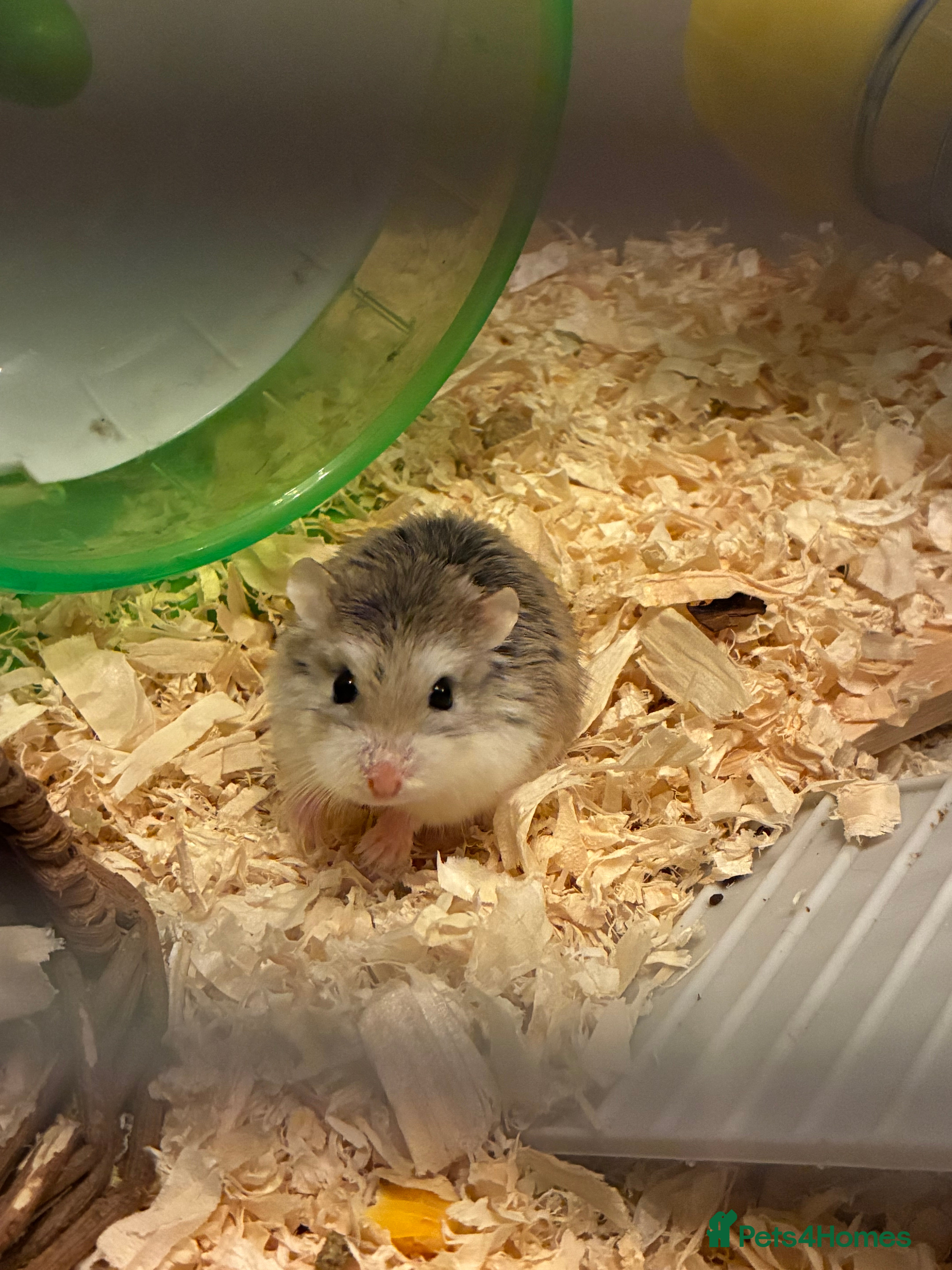 Hamster rodents Beautiful tiny Robo Hamster called Minnie - Advert 13