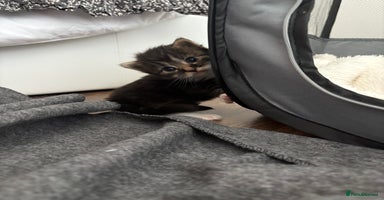 Maine Coon cats Mainecoon kittens - Advert 11