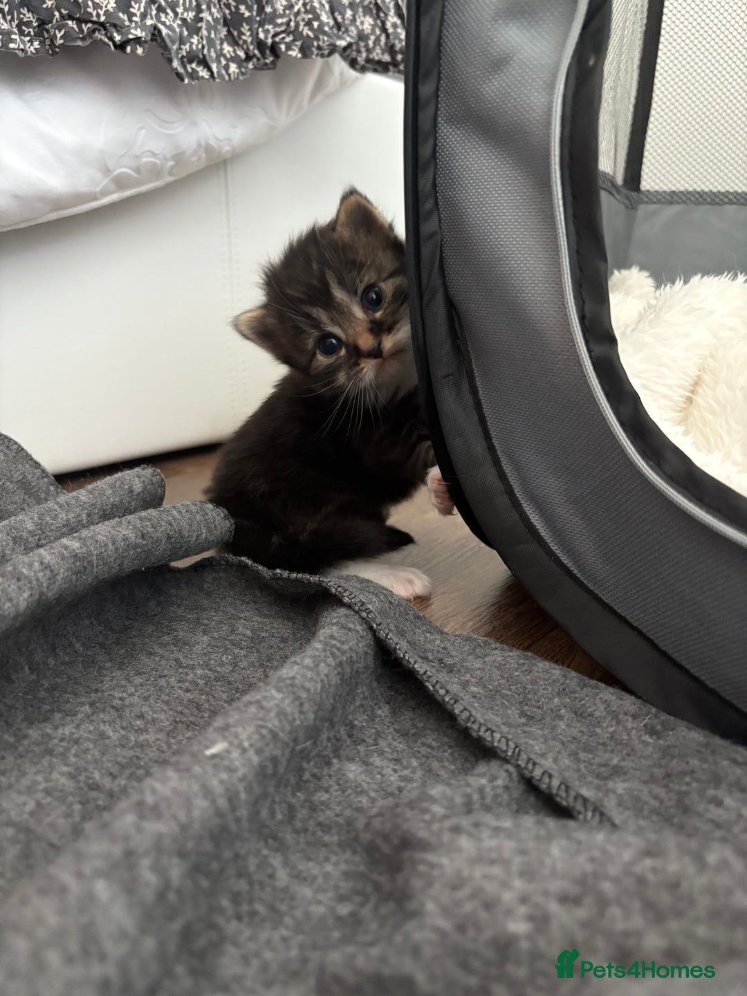 Maine Coon cats for sale: Mainecoon kittens - Image 3