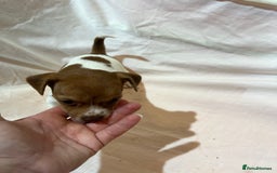 Jack Russell dogs for sale: Beautiful jack Russell pups  - Image 4