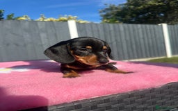 Miniature Dachshund dogs for sale: Miniature Dachshund 1 LEFT!! - Image 5