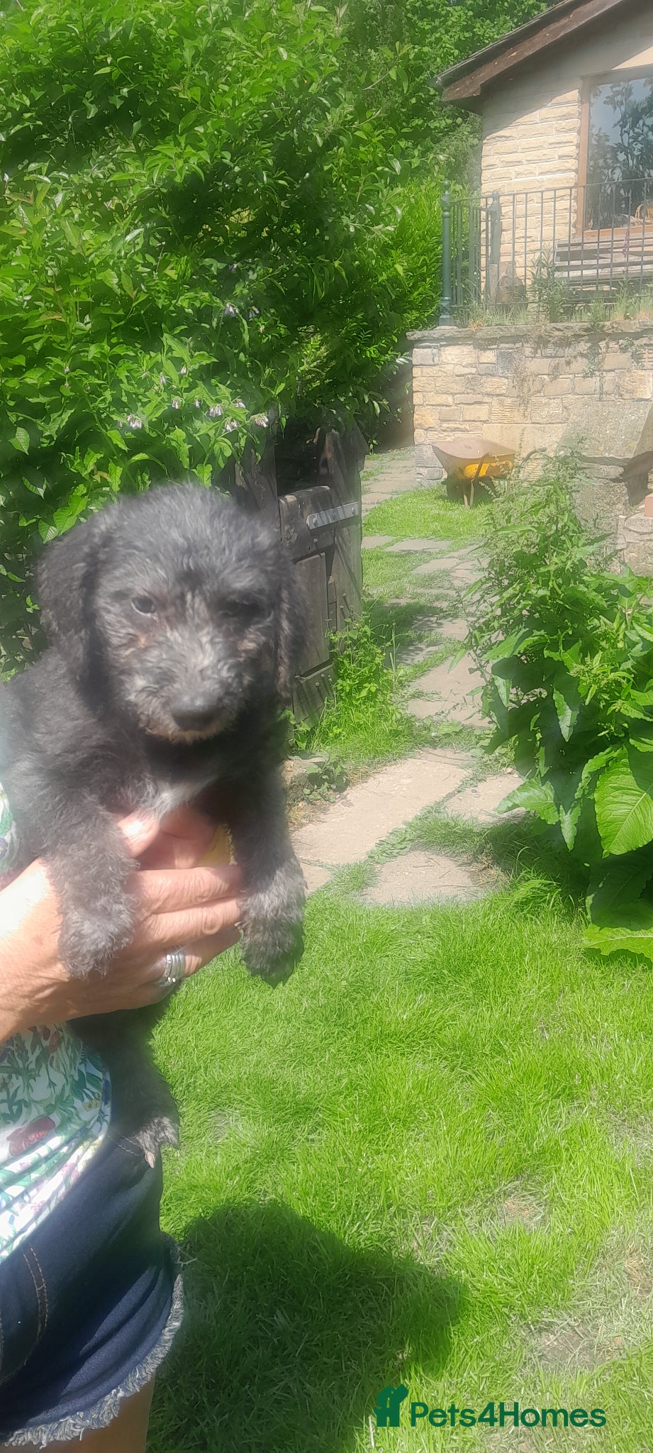 Bedlington Terrier dogs Bedlington whippet puppies  - Advert 1