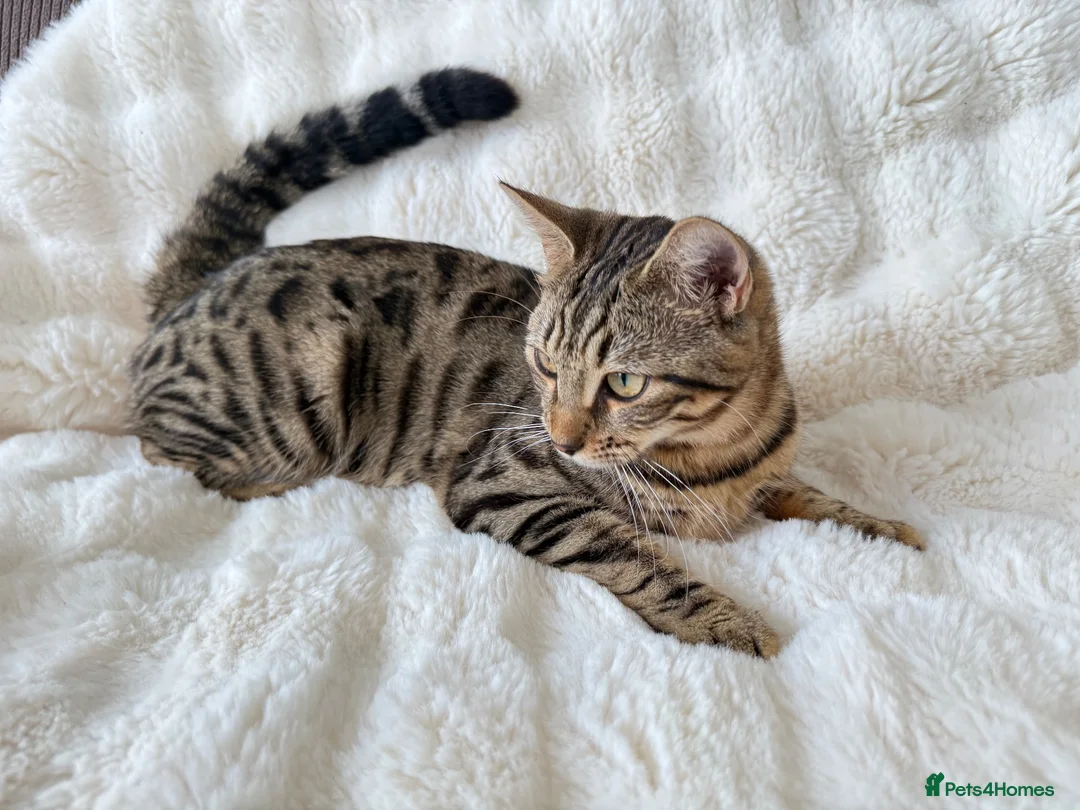 Bengal cats for sale: 🐆 STUNNING BENGAL CROSS FEMALE  - Advert 2