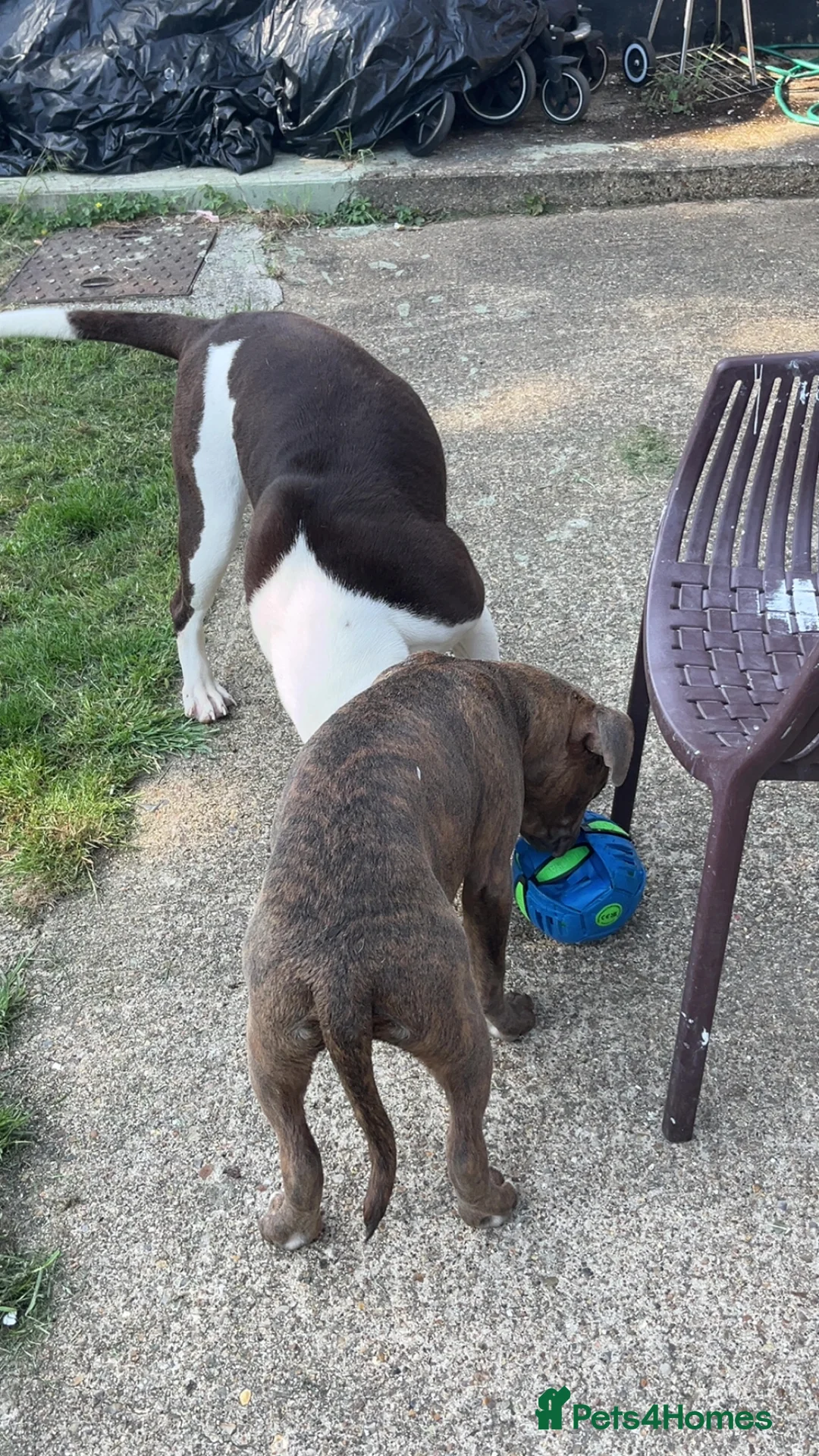 Mixed Breed dogs for sale: Roco  in Harrow - Advert 2