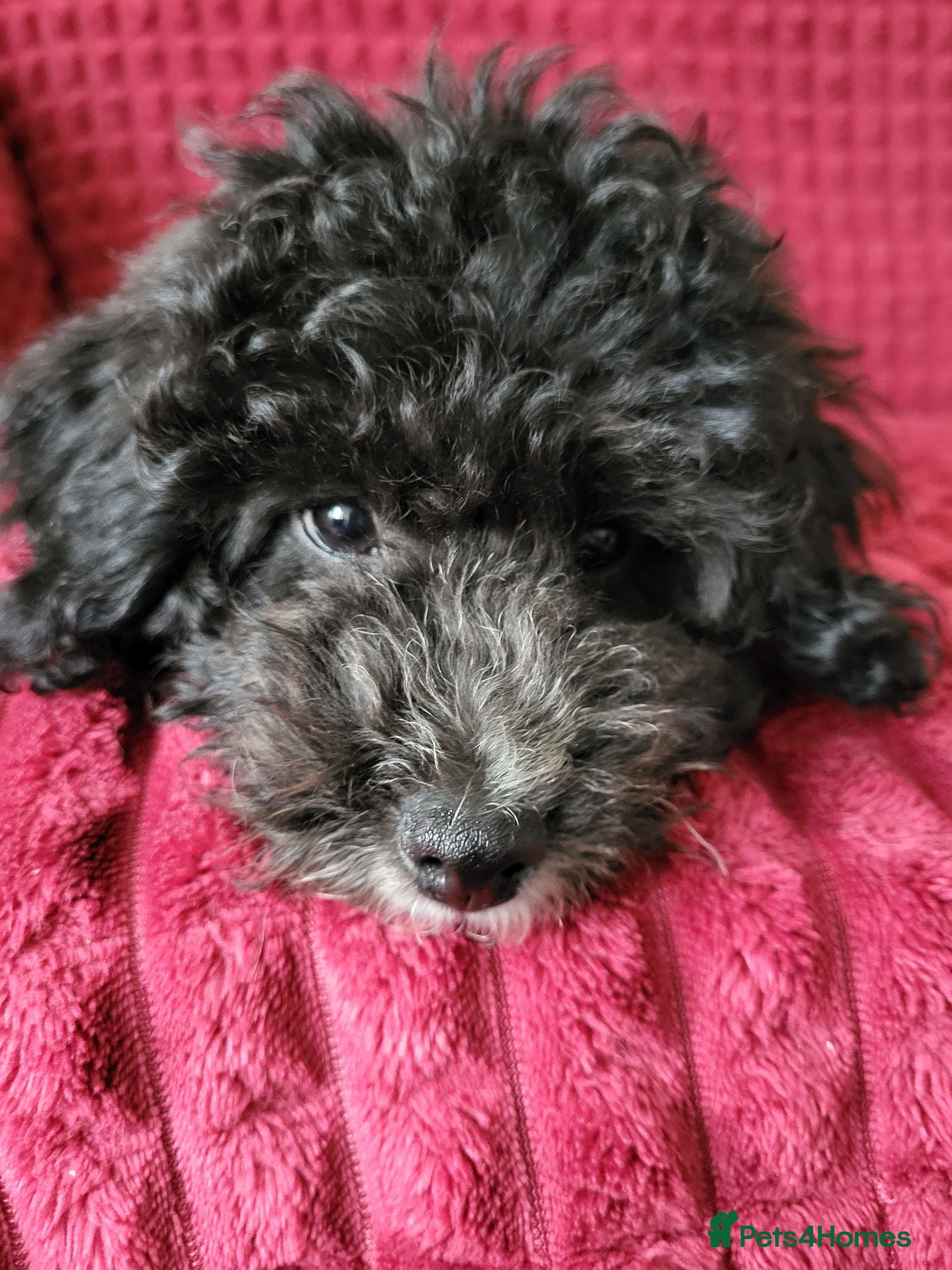 Poochon dogs Poochon READY TO GO Last 2 boys - Advert 2