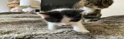 Domestic Shorthair cats for sale: Beautiful kittens ready in 5 weeks - Advert 32