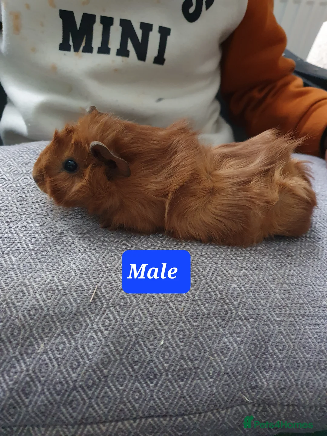 Guinea Pig rodents for sale: Guinea pig boys - Advert 9