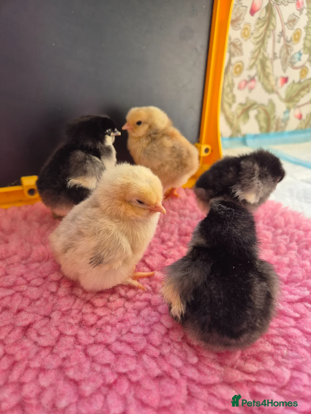 Chickens poultry for sale: Chickens - hatching eggs and chicks - Advert 1