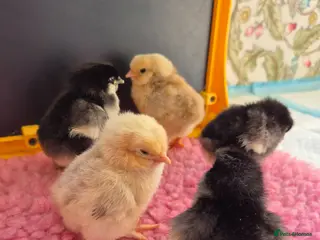 Chickens poultry Chickens - hatching eggs and chicks - Advert 7
