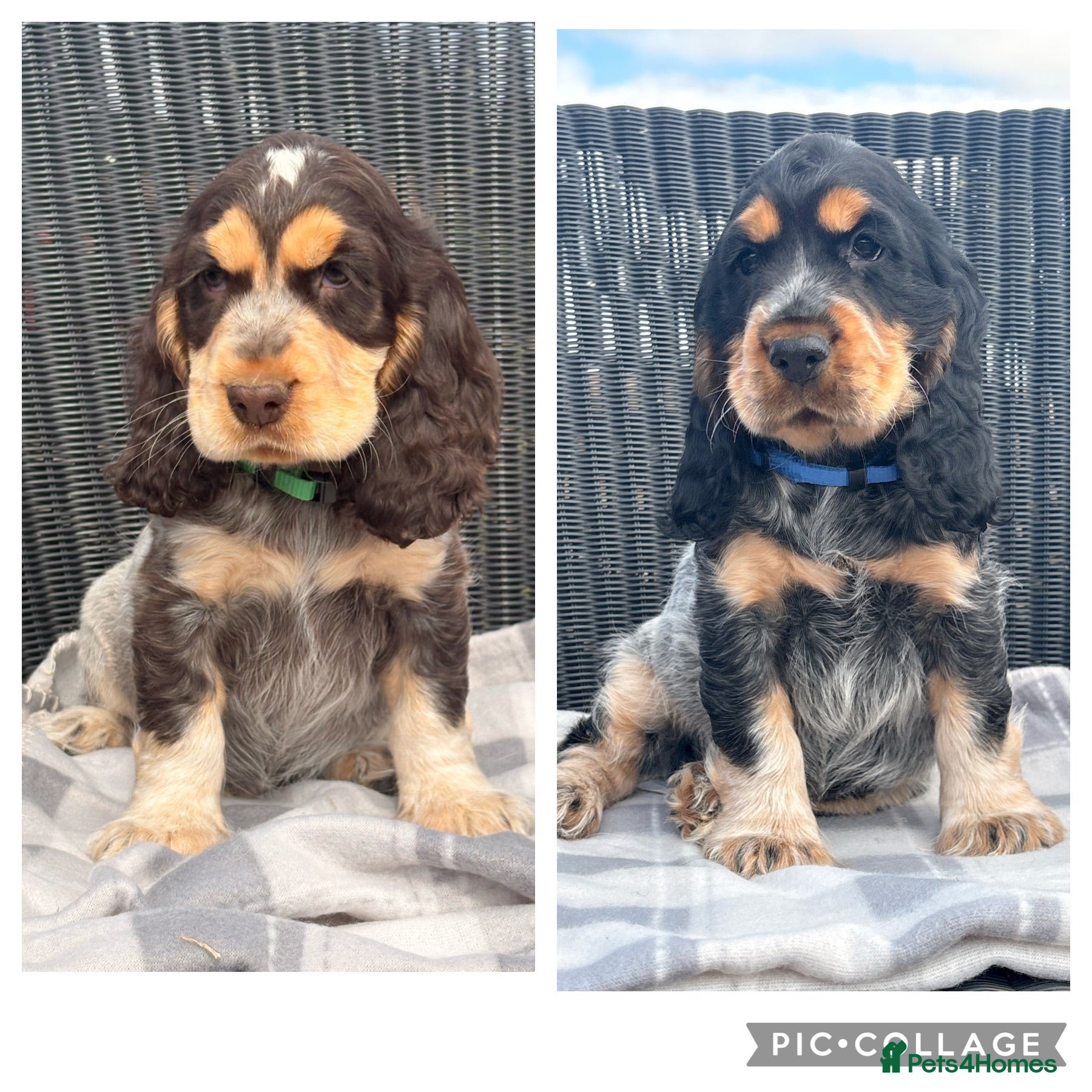 Cocker Spaniel dogs KC Registered Show type Cocker Spaniel DNA Tested - Advert 1
