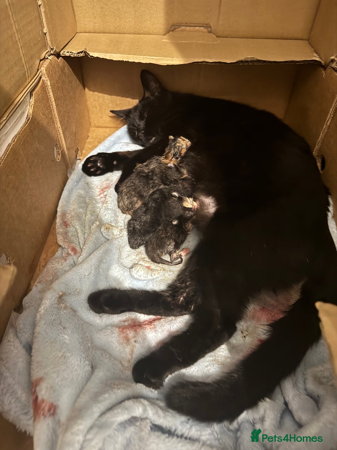 Mixed Breed cats for sale: Adorable kittens looking for a loving home - Image 10