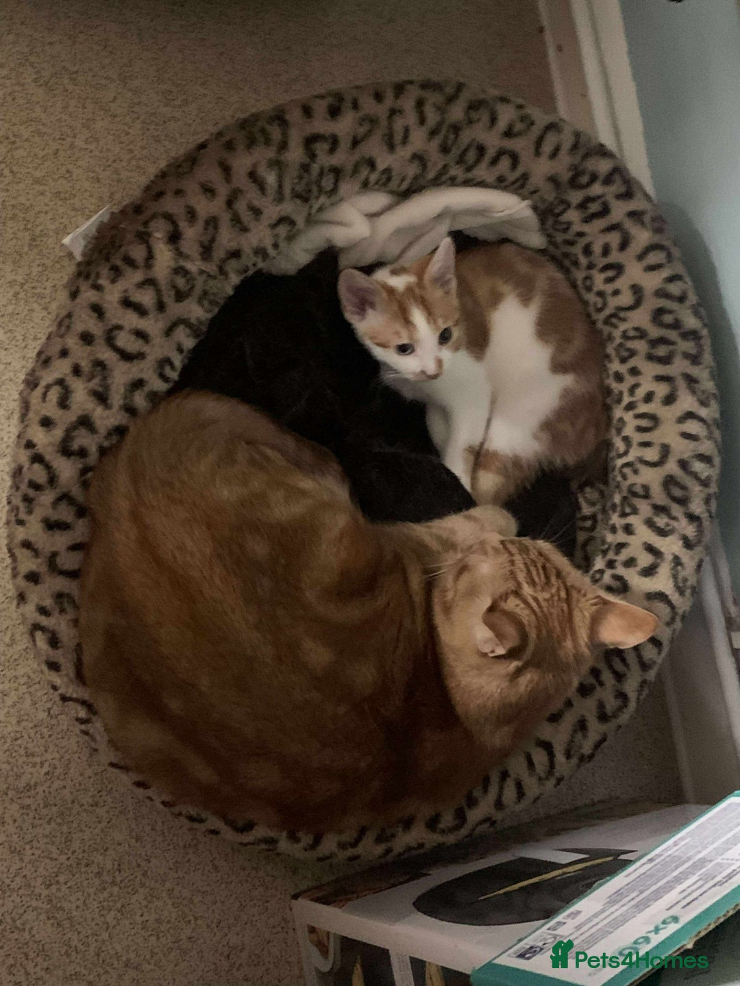 Domestic Shorthair cats for sale: 2 cats - Advert 4