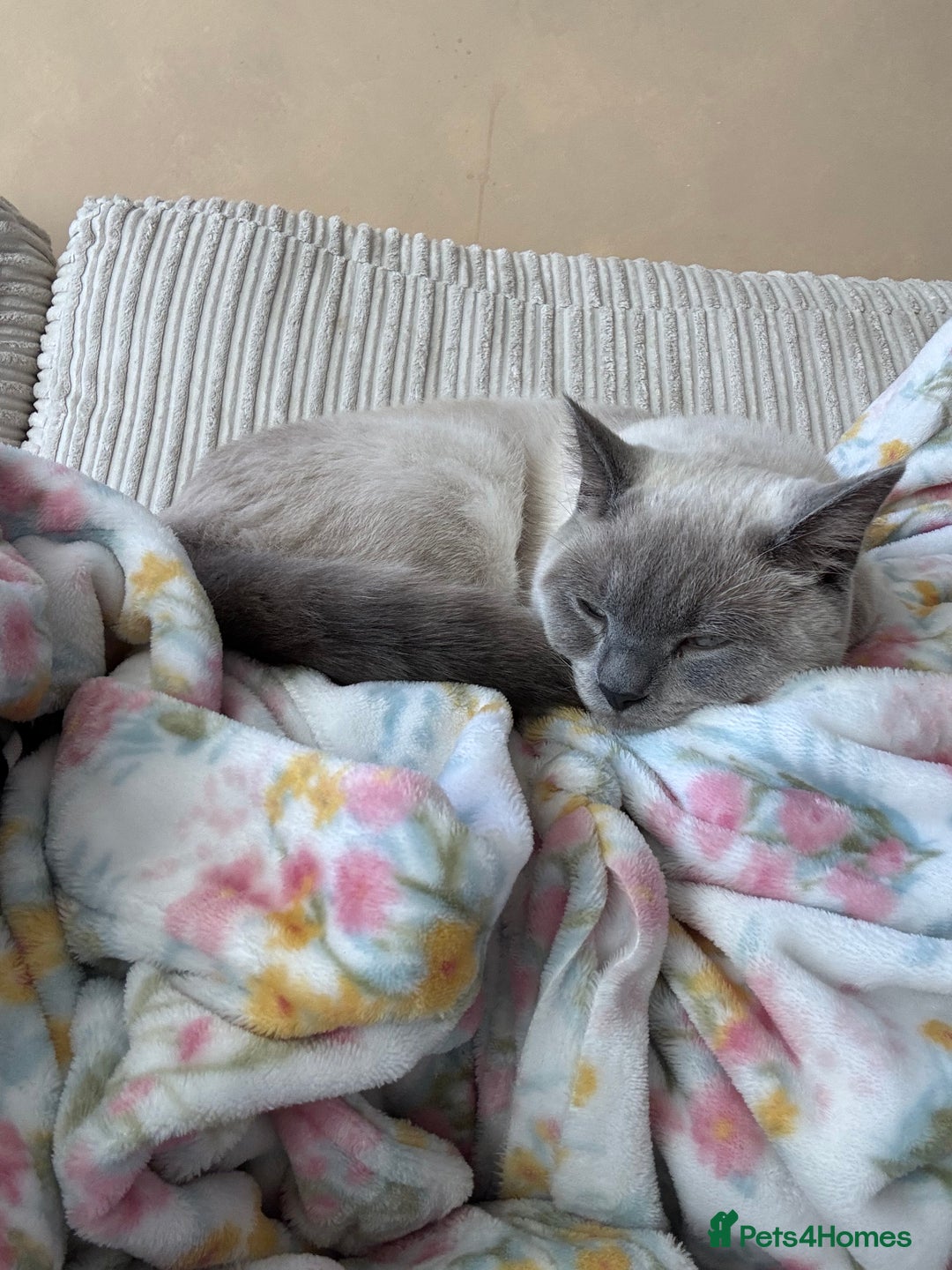 British Shorthair cats for sale: 8 month old BSH male - Image 2