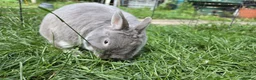 Netherland Dwarf rabbits for sale: Netherlands dwarf  - Advert 5