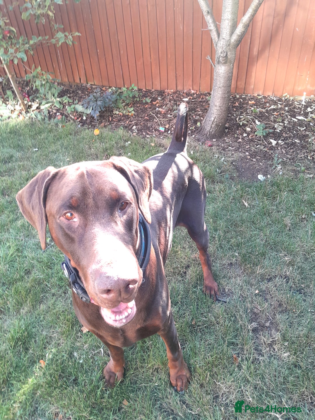 Dobermann dogs for sale: LOUIS 3 YEAR OLD DOBERMANN £900 ONO - Advert 5