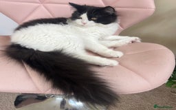 Persian cats for sale: Adorable Persian Boys - Image 5