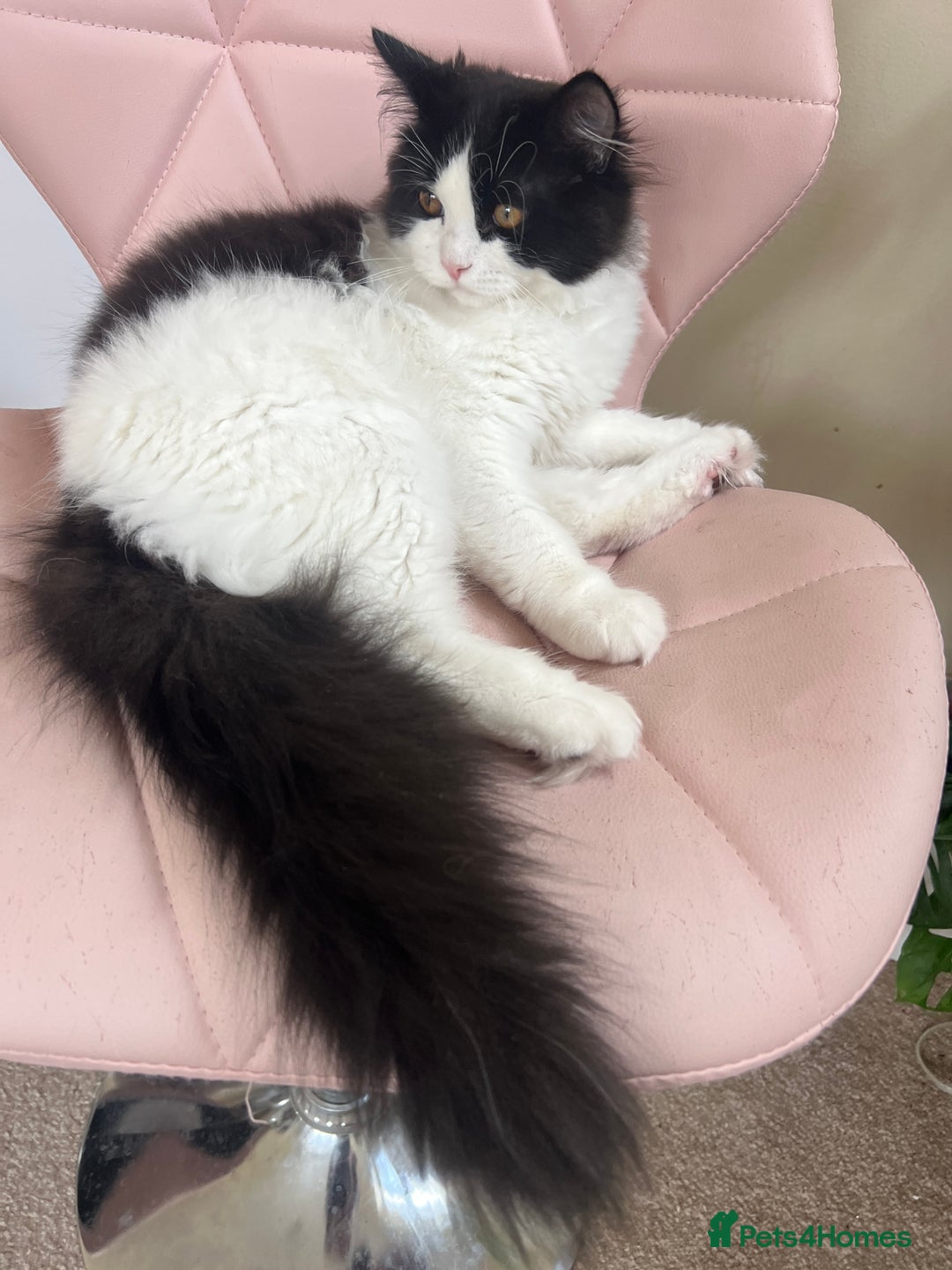Persian cats for sale: Adorable Persian Boys - Image 5