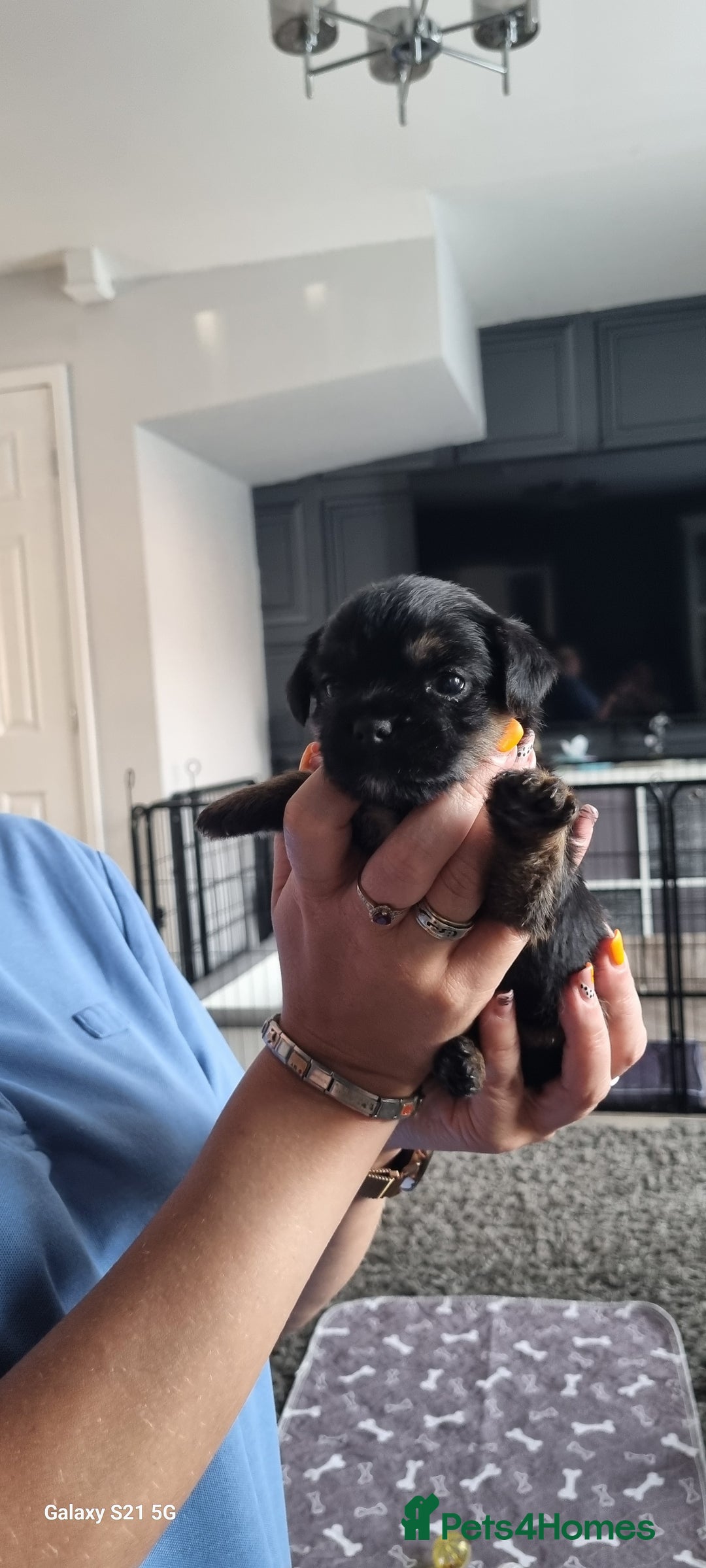 Border Terrier dogs for sale: Border Terrier Pups - Image 25