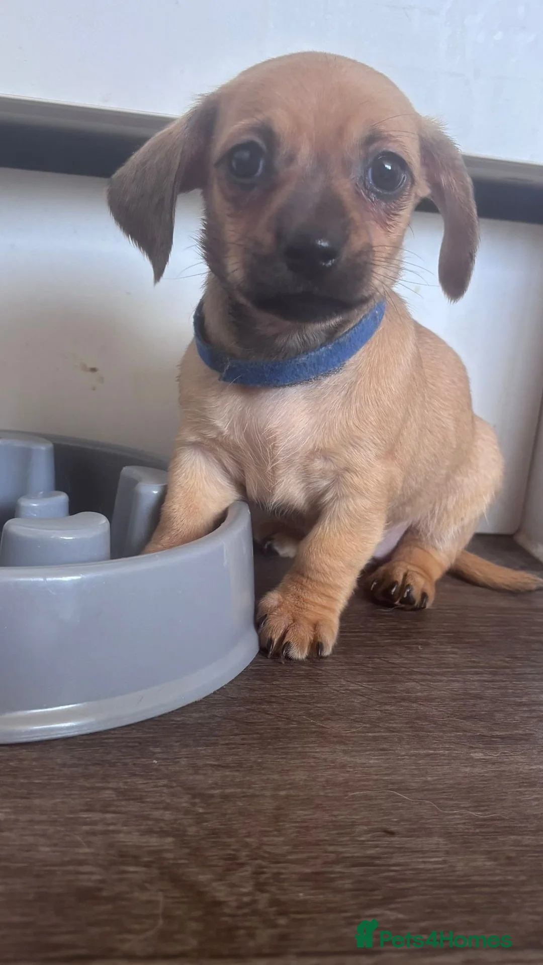 Chiweenie dogs for sale: Chiweenies for sale  - Advert 2