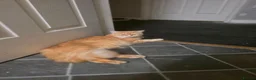 Mixed Breed cats for sale: 3 beautiful ginger boys  - Advert 10