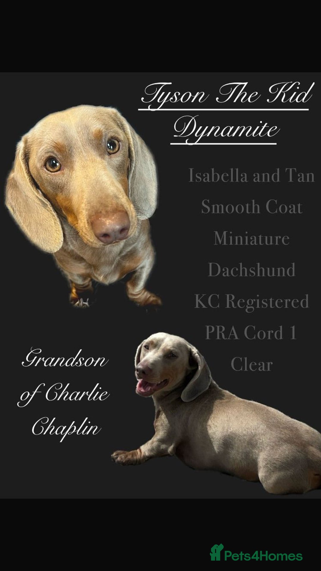 Dachshund dogs for sale: Dachshund Girl Puppies Absolutely Gorgeous  - Image 1