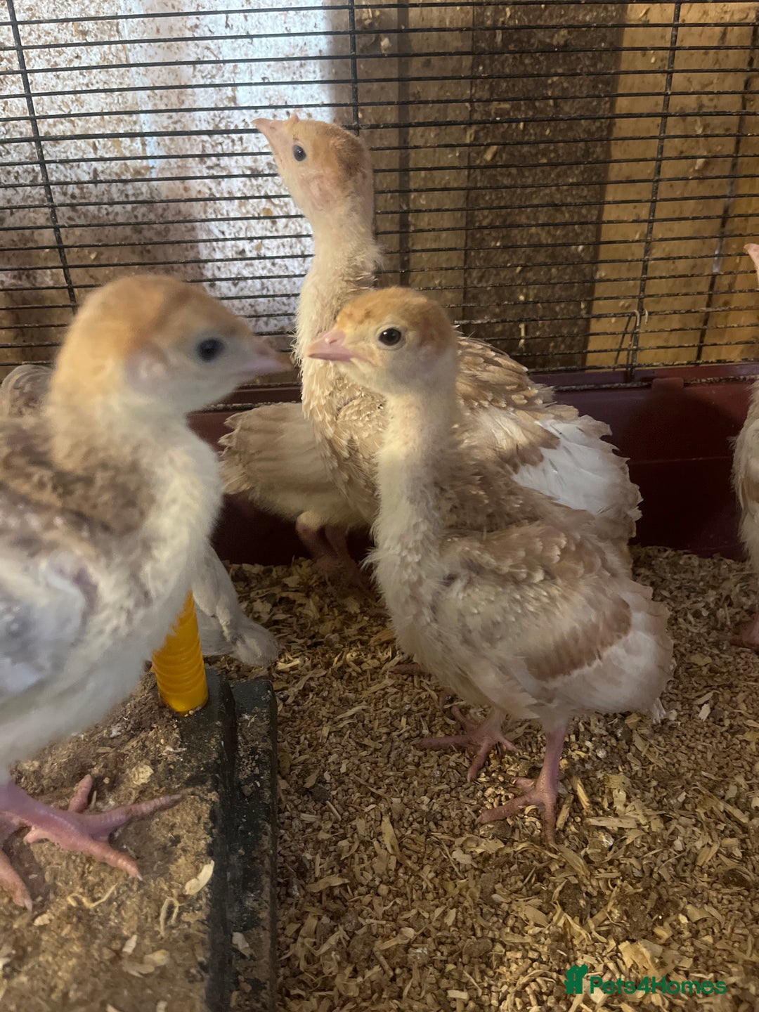 Turkeys poultry for sale: Red Bourbon Turkey Poults for sale in Bolton  - Image 3