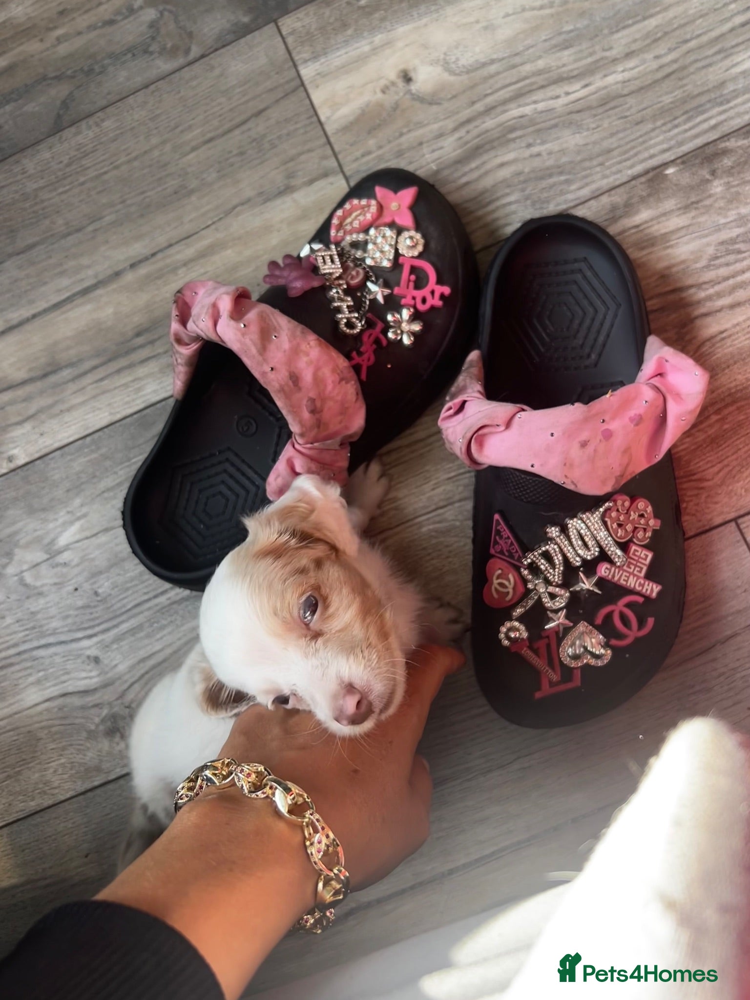 Miniature Dachshund dogs Isabella pied Miniature dachshund - Advert 1