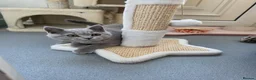 British Shorthair cats for sale: Only 1 burgundy boy left - Advert 21