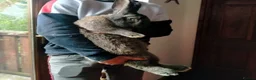 Continental Giant rabbits for sale: Majical pure breeds (Premium) - Advert 1