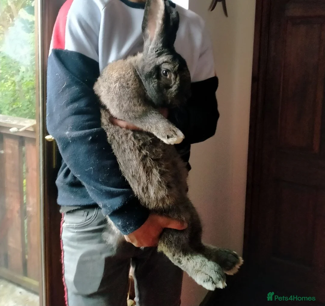 Continental Giant rabbits for sale: Majical pure breeds (Premium) - Advert 1