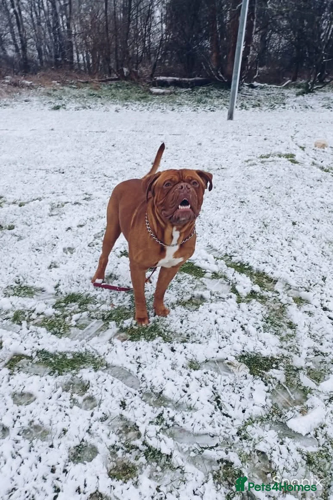Dogue De Bordeaux dogs for sale: 4 year old male dogue de bordeux  - Advert 1