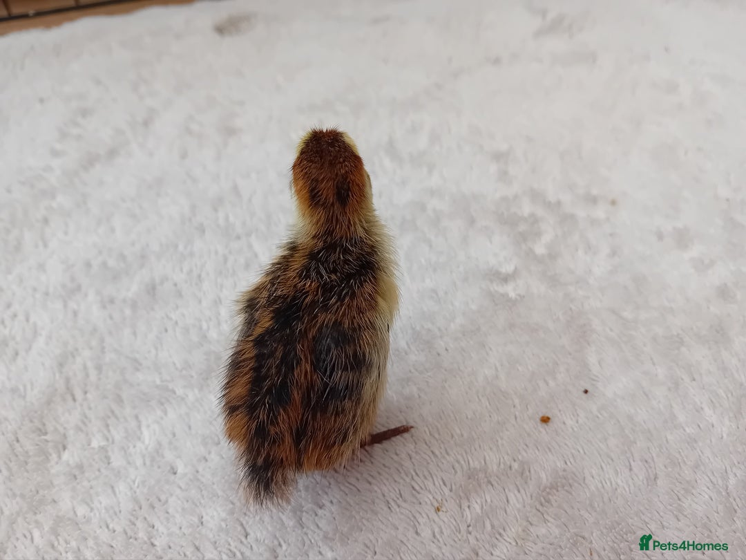 Quail poultry for sale: Coturnix, Celadon and Chinese Painted Quail Chicks - Image 19