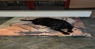 Labrador Retriever dogs - Advert 16