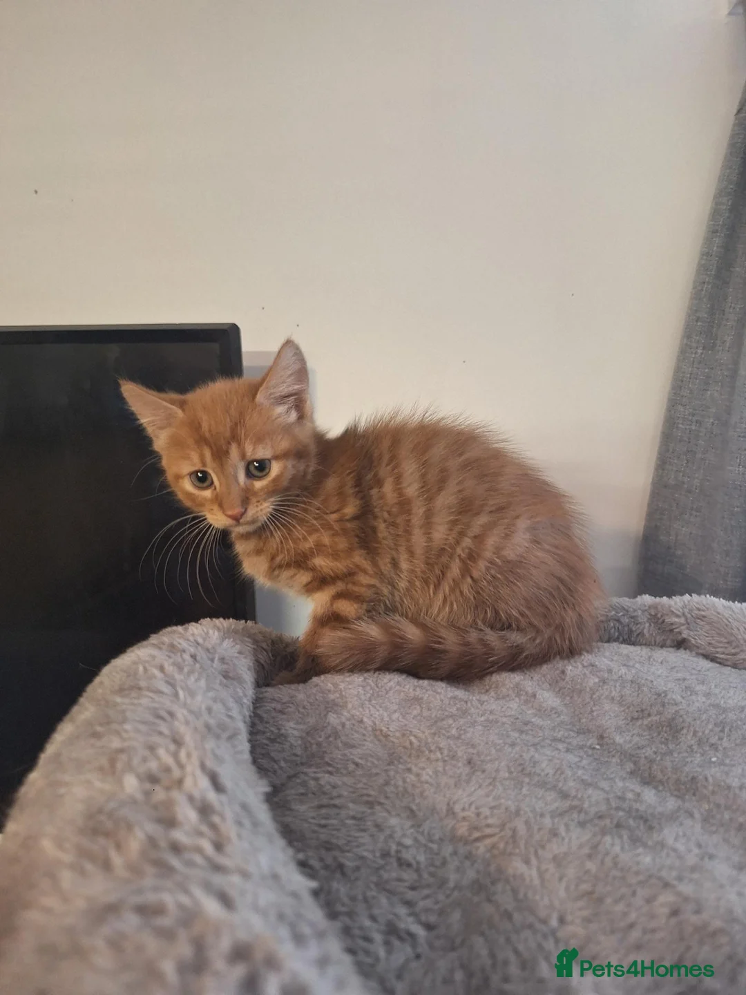 American Shorthair cats for sale: American shorthair femal kitten - Advert 2