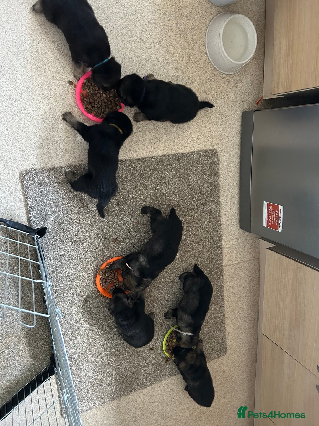 German Shepherd dogs for sale: 4 beautiful female German shepherd pups  - Image 11