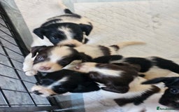 English Springer Spaniel dogs for sale: Springer spaniel puppy's  - Image 14