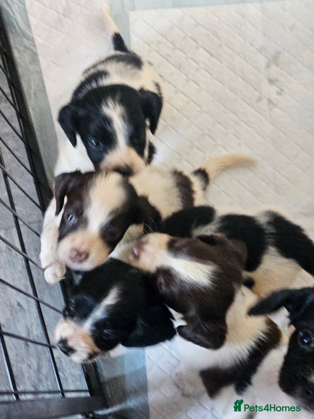English Springer Spaniel dogs for sale: Springer spaniel puppy's  - Image 14