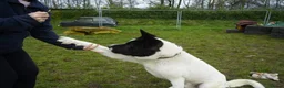 Akita dogs for adoption: Simba - Advert 7