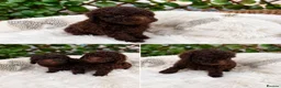 Toy Poodle dogs for sale: SUPERB TINY TOY POODLES - Advert 4