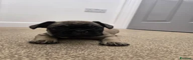French Bulldog 2