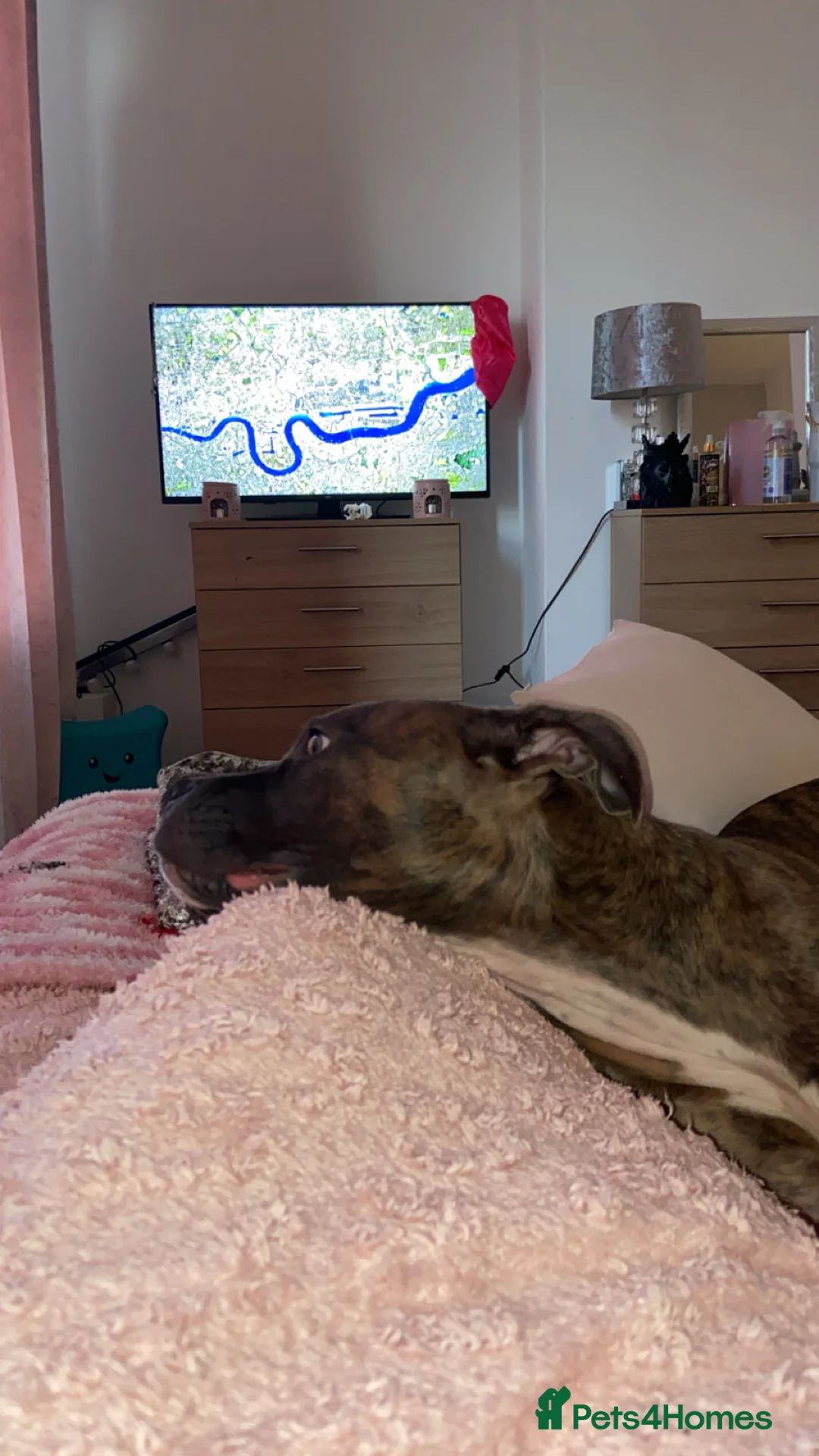 Mixed Breed dogs for sale: Cane corso x staff female  - Advert 2