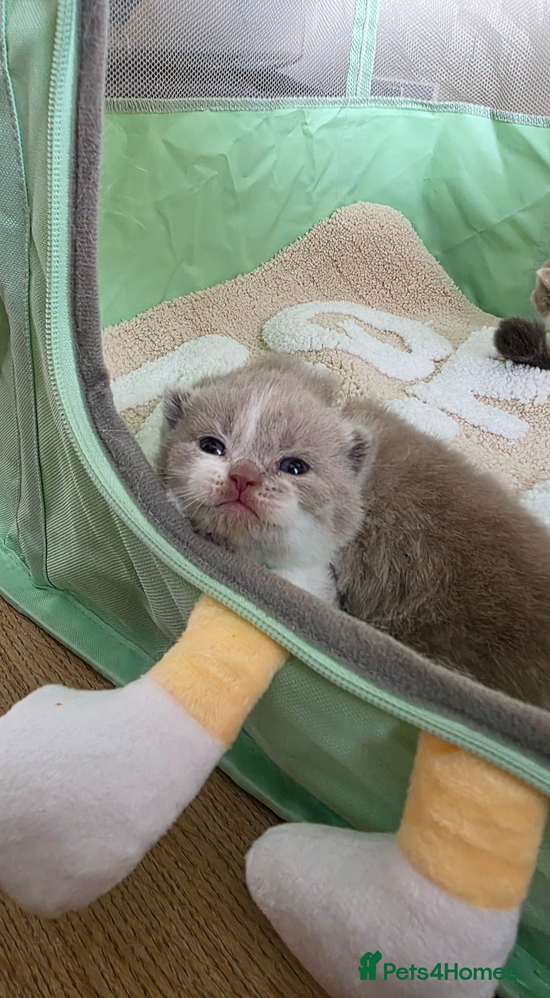 British Shorthair cats Last tiny teddy Champion British shorthair  - Advert 1