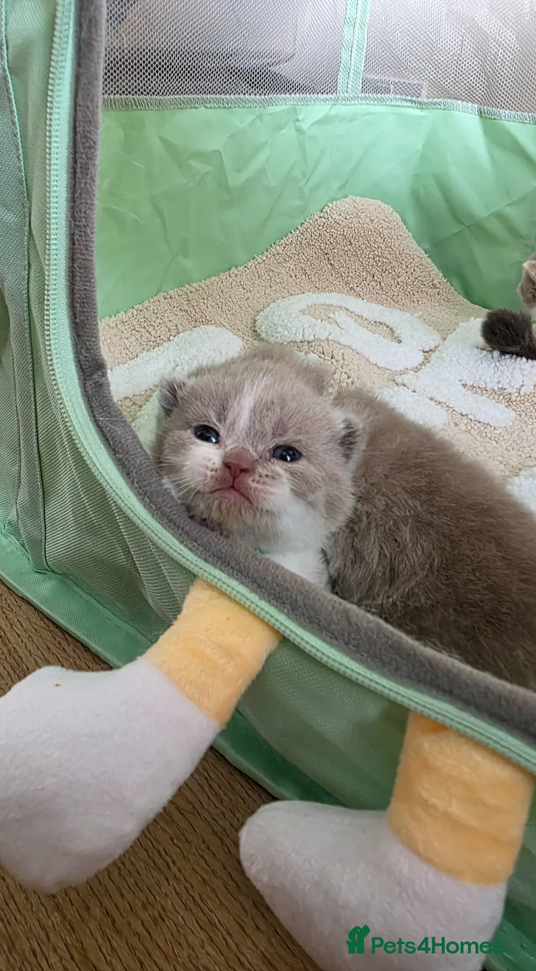 British Shorthair cats for sale: Last tiny teddy Champion British shorthair  - Advert 1