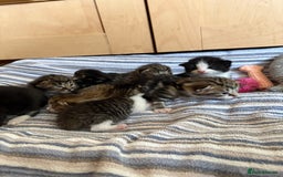 British Shorthair cats for sale: 11 SHORTHAIRED AND LONGHAIRED KITTENS - Image 1